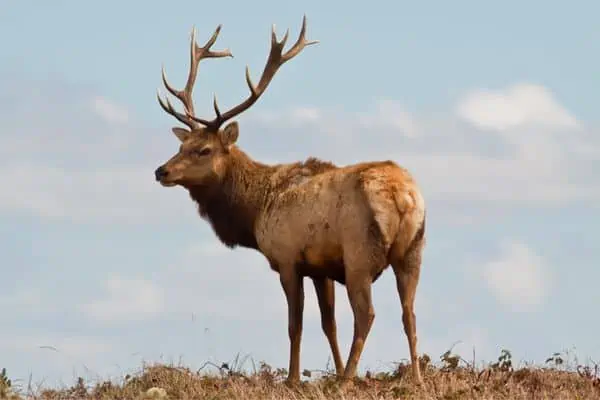 Monte Tule Elk en la colina