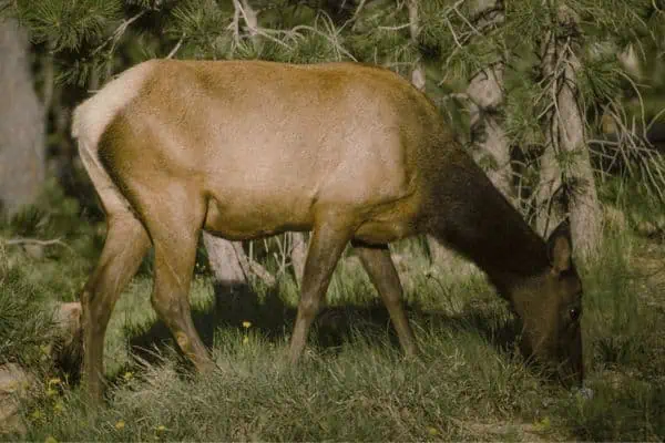 Hembra de alce de las montañas rocosas