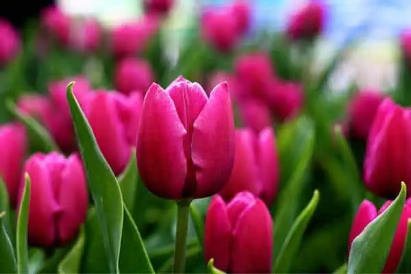 Flores de tulipán