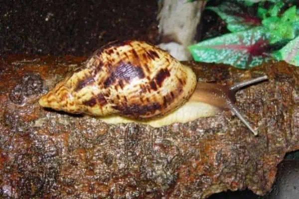 Lissachatina reticulata