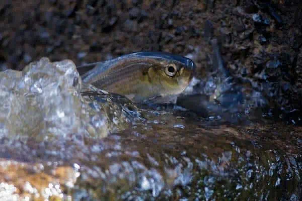 Alewife saltando fuera del agua