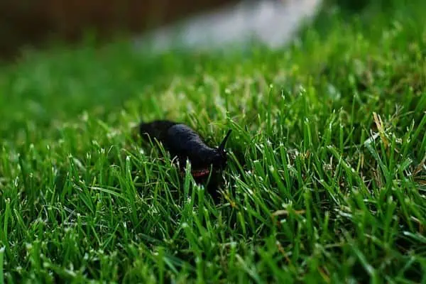 Babosa de campo negra