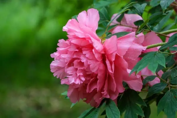 flor de peonía