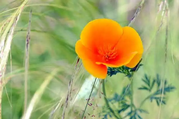Flor de amapola de California