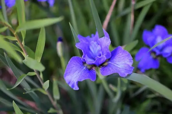 Flores de iris azul