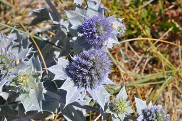 Flores de acebo de mar