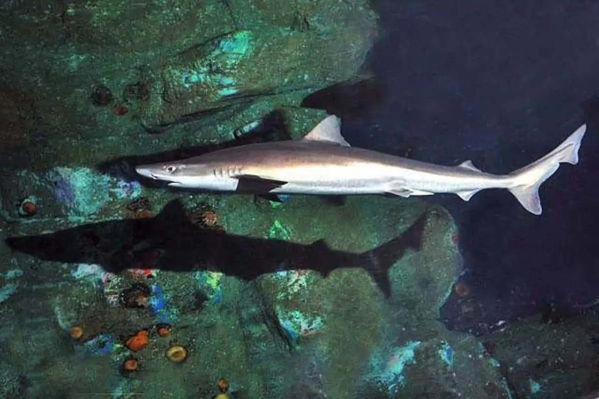 Tiburón escolar bajo el agua