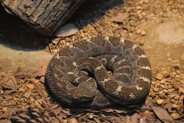 Serpiente de cascabel de diamante del este