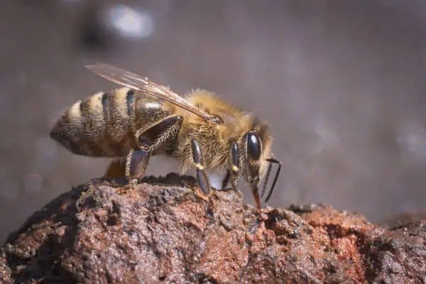 abeja occidental