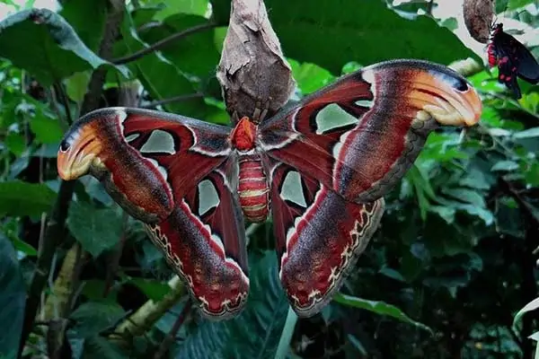 Polilla atlas en plantas