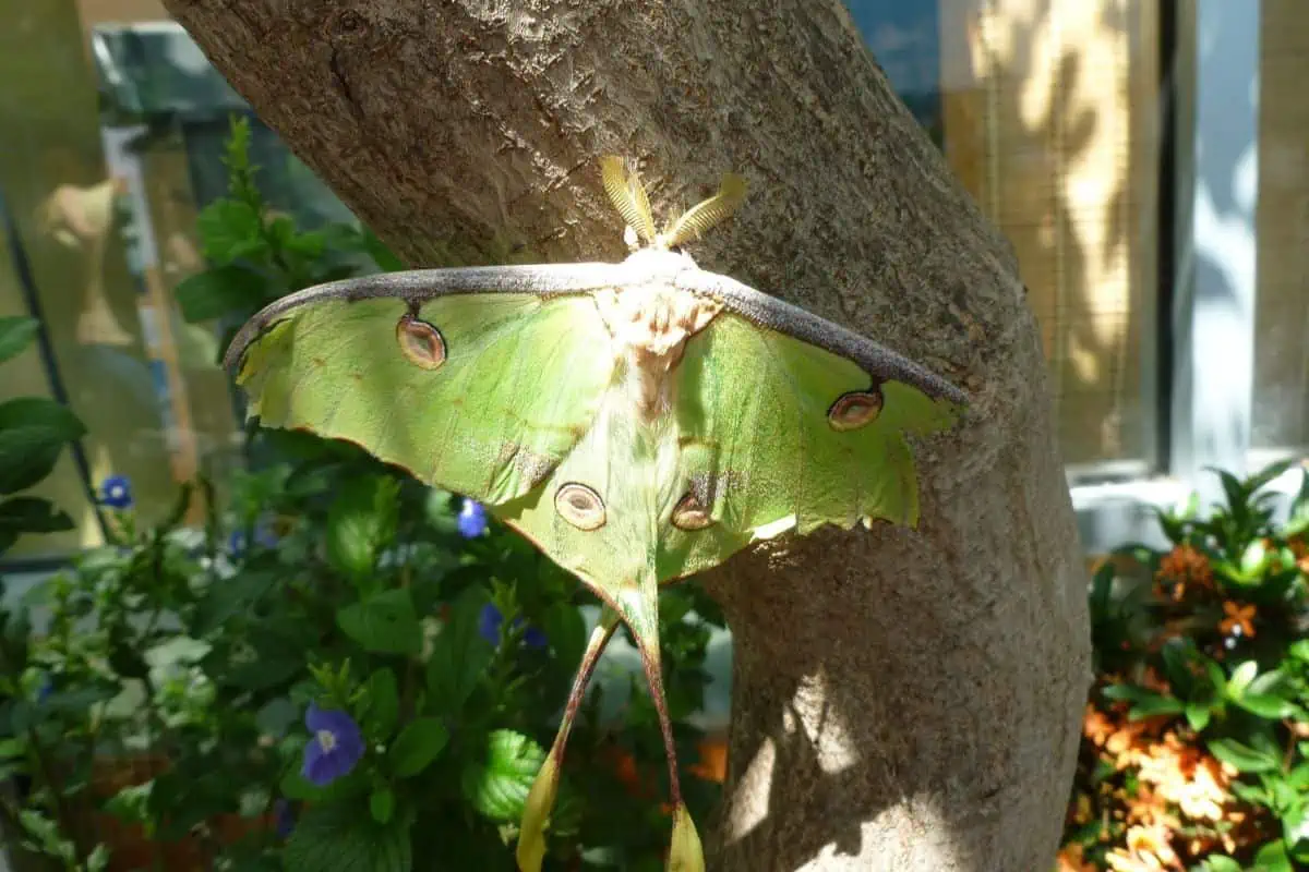 Polilla Luna posada