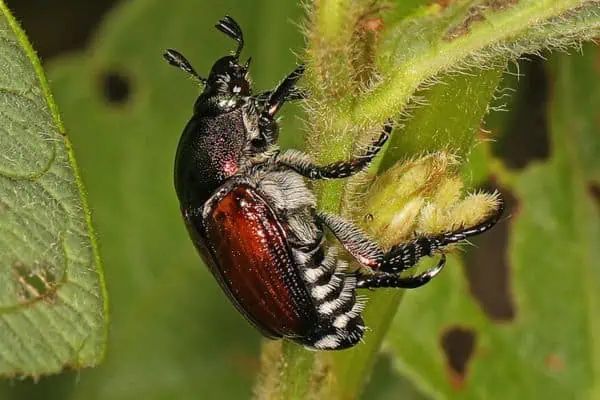 Insecto escarabajo japonés