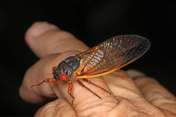 cigarra faraón