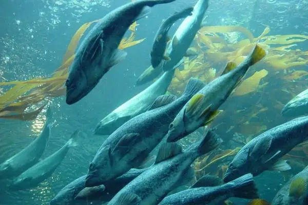 Salmón en la cúpula submarina