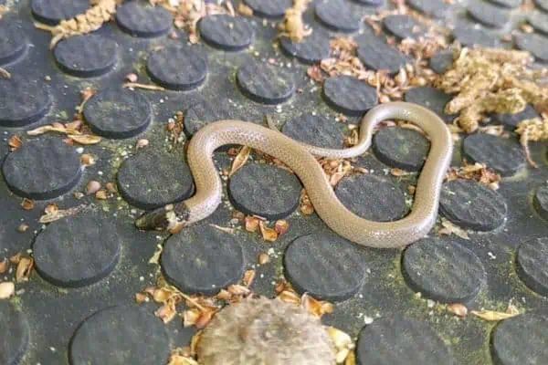 Serpiente coronada de Florida