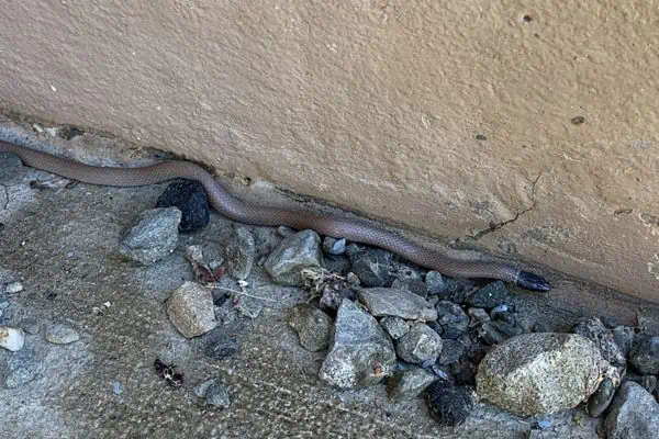 Serpiente occidental de cabeza negra