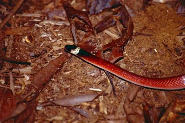 Falsa boa coronada