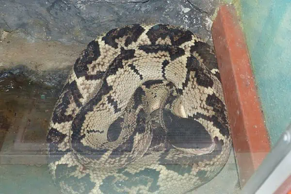 Maestro bosquimano de cabeza negra