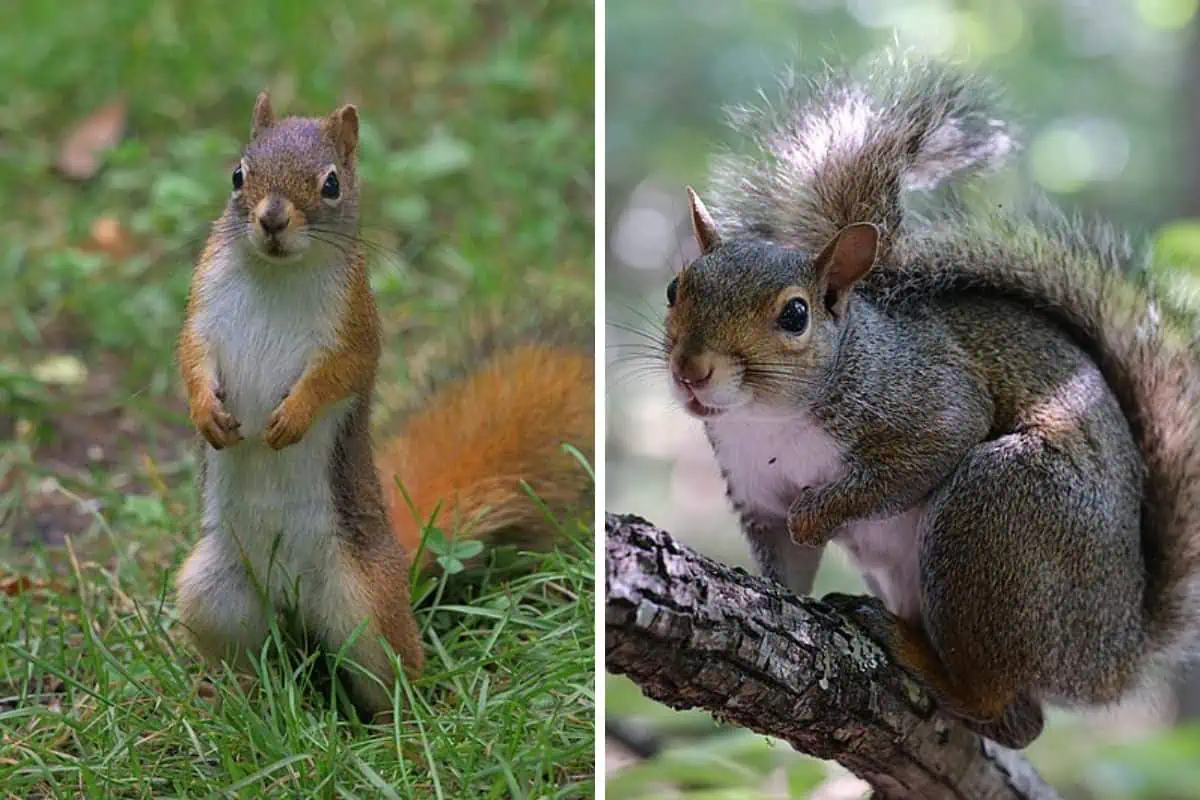 Collage de fotos de ardilla roja y gris.