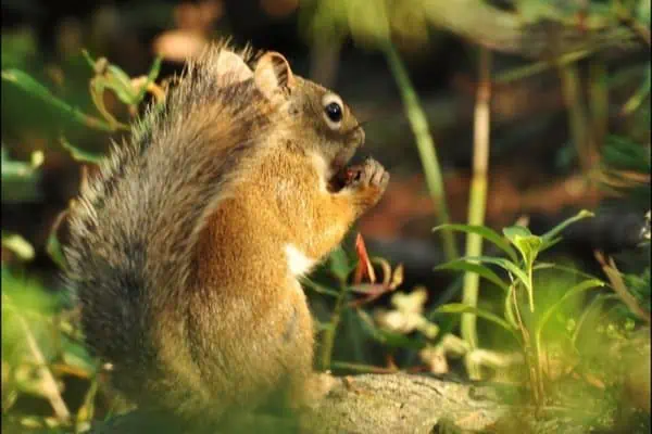 Ardilla roja americana comiendo