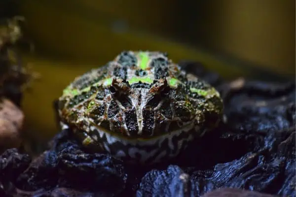 rana cornuda argentina