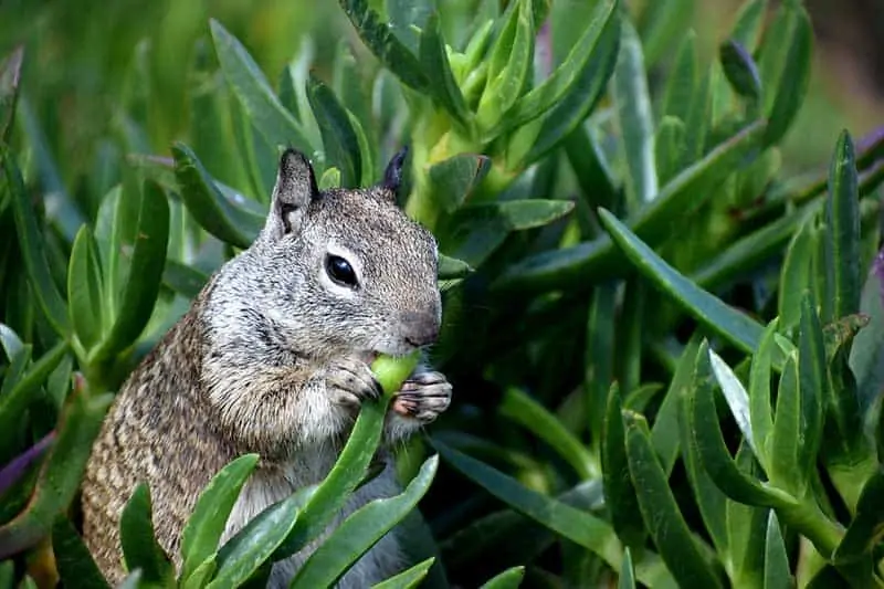 Ardilla terrestre de California