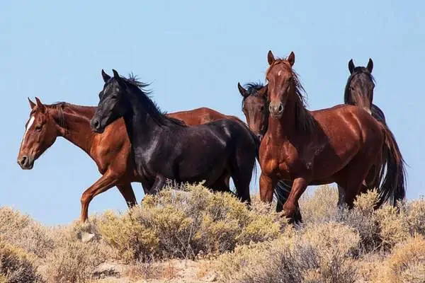 Caballos salvajes en la cresta