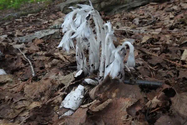 Planta fantasma