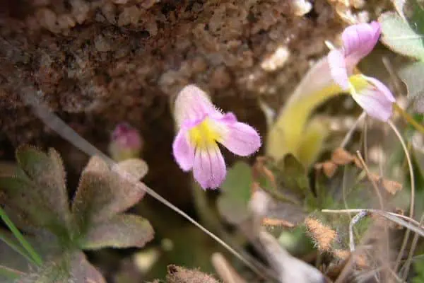 retama de una flor
