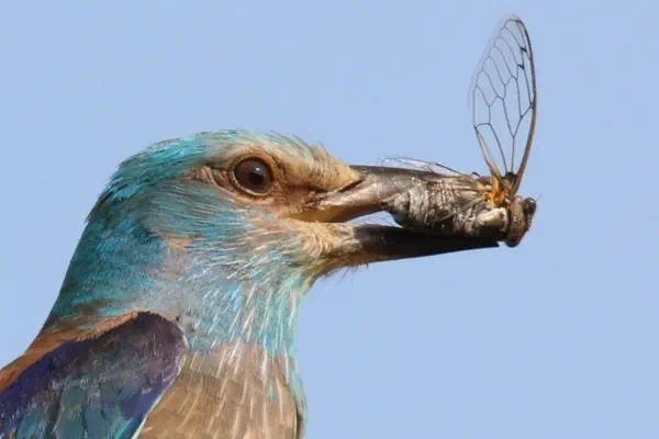 Rodillo europeo comiendo cigarra