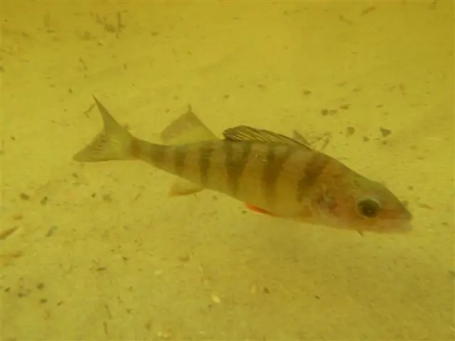 Perca
