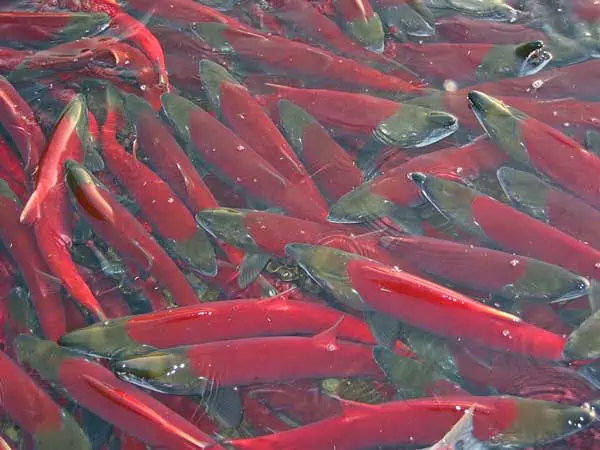 salmón chum