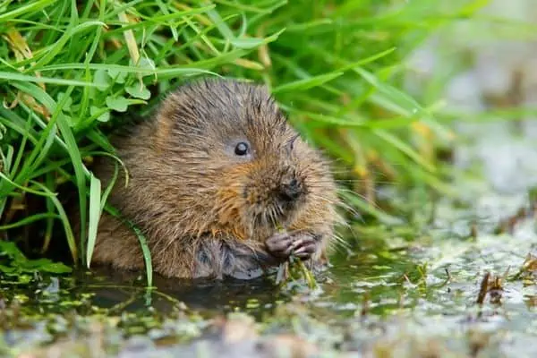 topillos de agua comiendo plantas verdes