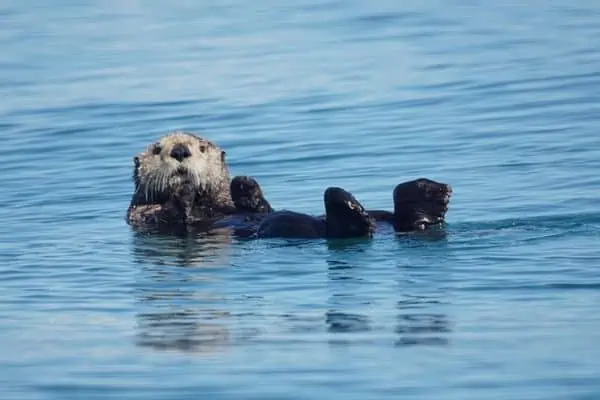 Nutria marina flota en el océano