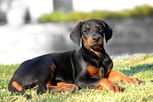 Razas de perros más susceptibles al parvo: Doberman Pinscher