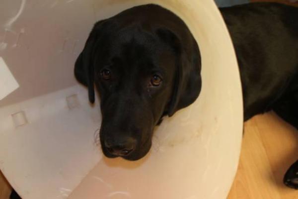 Razas de perros más susceptibles al parvo - Labrador Retriever