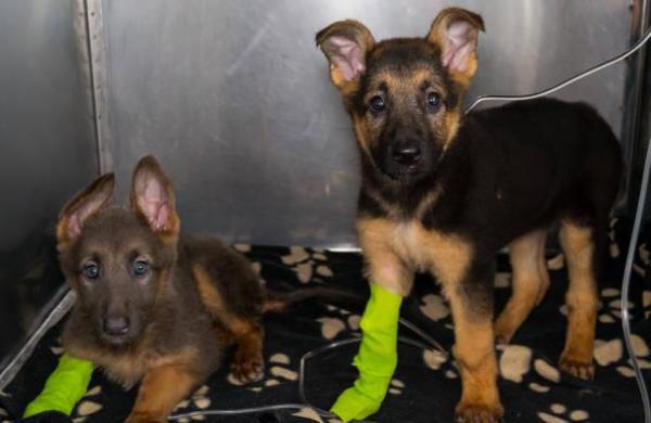 Razas de perros más susceptibles al parvo: pastor alemán