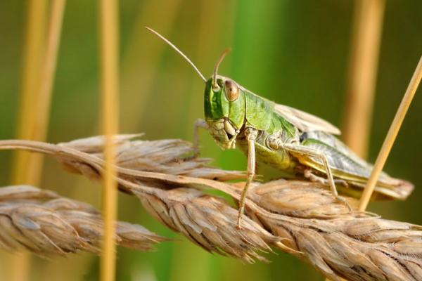 ¿Cuántas patas tiene un saltamontes?  - Funciones de las patas de saltamontes