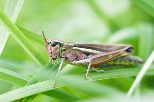 ¿Cuántas patas tiene un saltamontes?  - ¿Cómo funcionan las patas de un saltamontes?