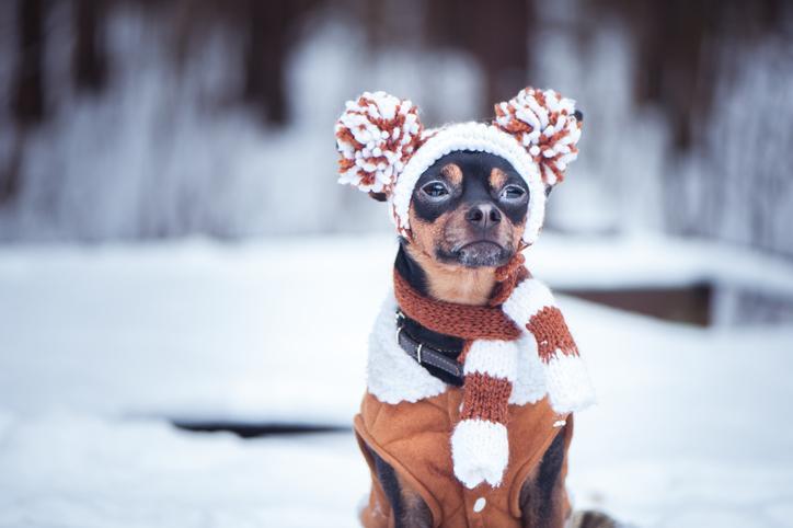 ¿los Perros Necesitan Usar Un Abrigo De Invierno?