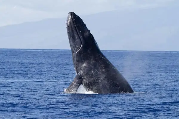 Incumplimiento de la ballena jorobada