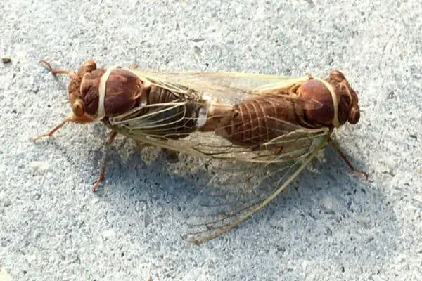 cigarras de apareamiento