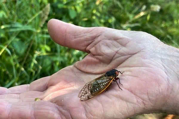 cigarra en mano