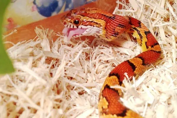 Serpiente de maíz comiendo ratoncito