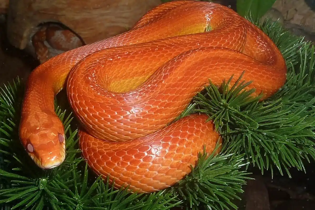Serpiente de maíz descansando