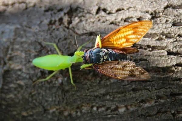 Mantis versus cigarra