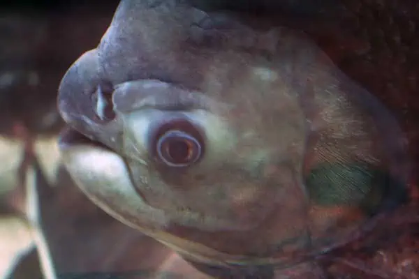 pez pacu rojo de cerca