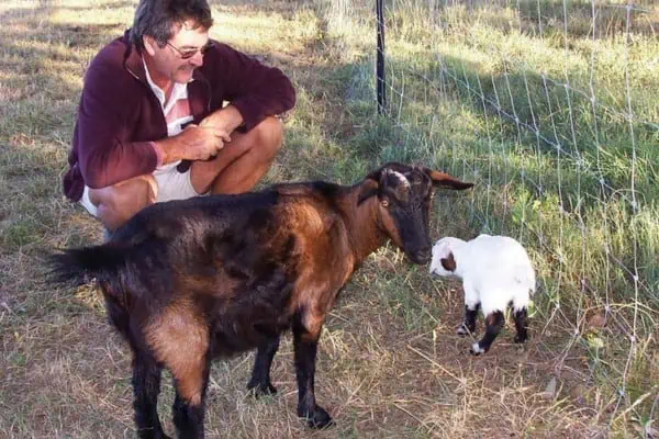 Cabra pigmea y cabrito