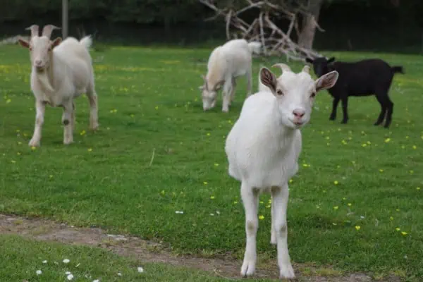 cabras pigmeas