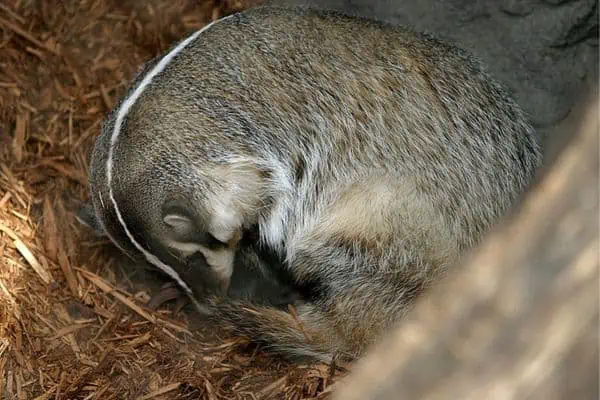 Tejón americano durmiendo
